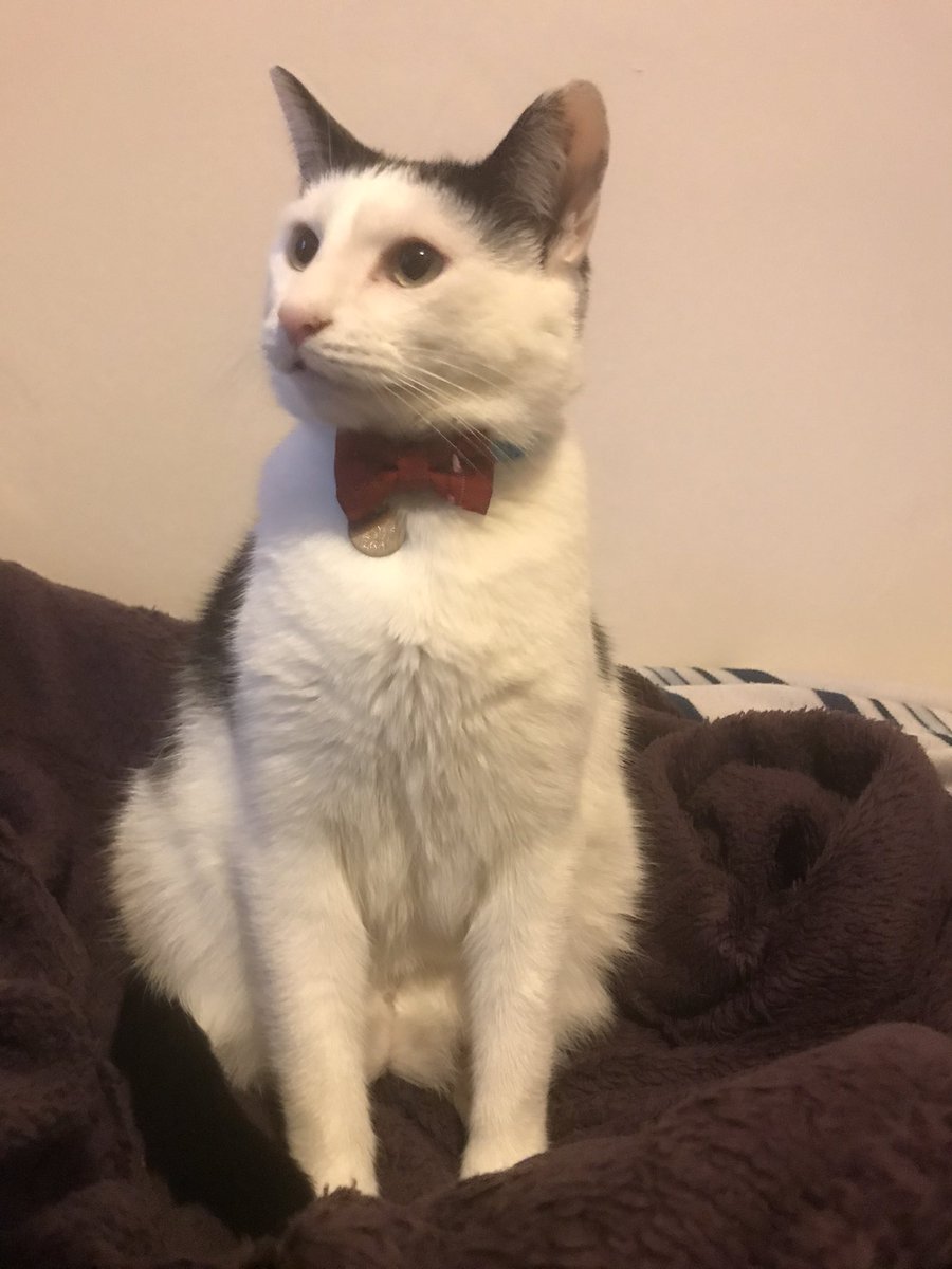bates_ks's tweet photo. @LiviButt @kevincatadvent1 So handsome, join the bow tie club 😻 https://t.co/HNWwU9jMgr