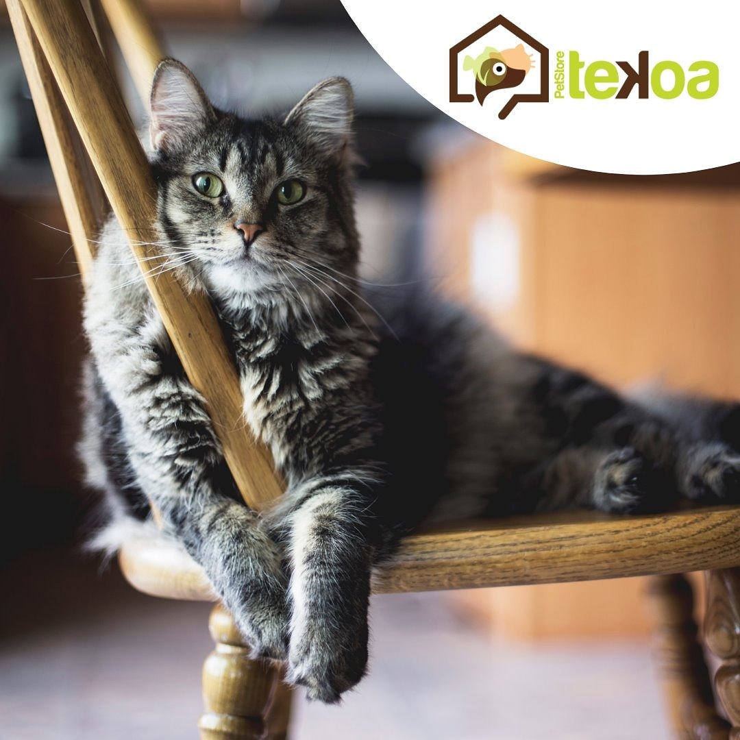 Las posturas de los gatos nos muestran su emociones..... esto es relax total!!! Déjanos asesorarte, visitanos o solicita tu domicilio o pide a traves de Rappi. Comunícate con nosotros, 3213570400
#tekoapetstore #Tekoa #mascotas #Rappi #leal #pet #domicilio #alimentomascotas