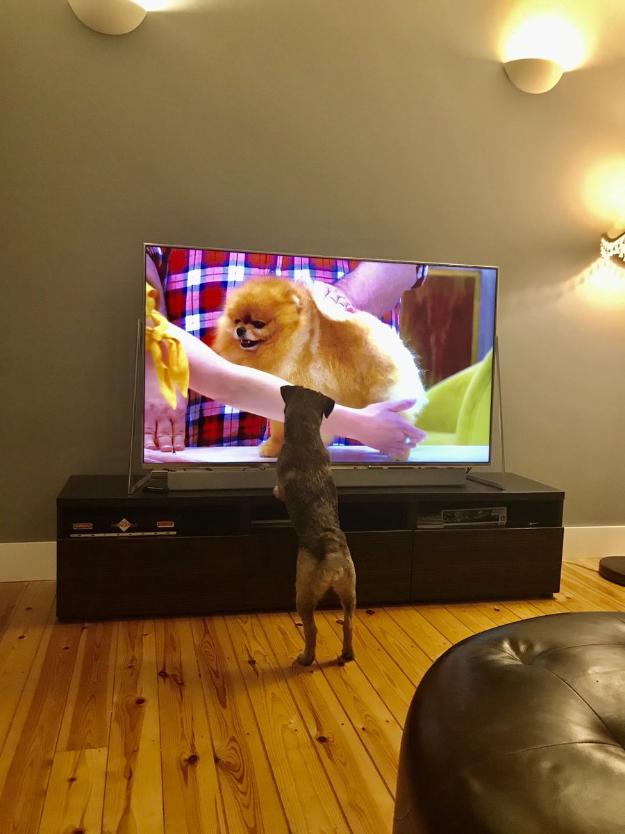 RuffralphT's tweet photo. @Sheridansmith1 Ralph’s loving the show again xx #perfectpooch https://t.co/7I0BRkqu4d
