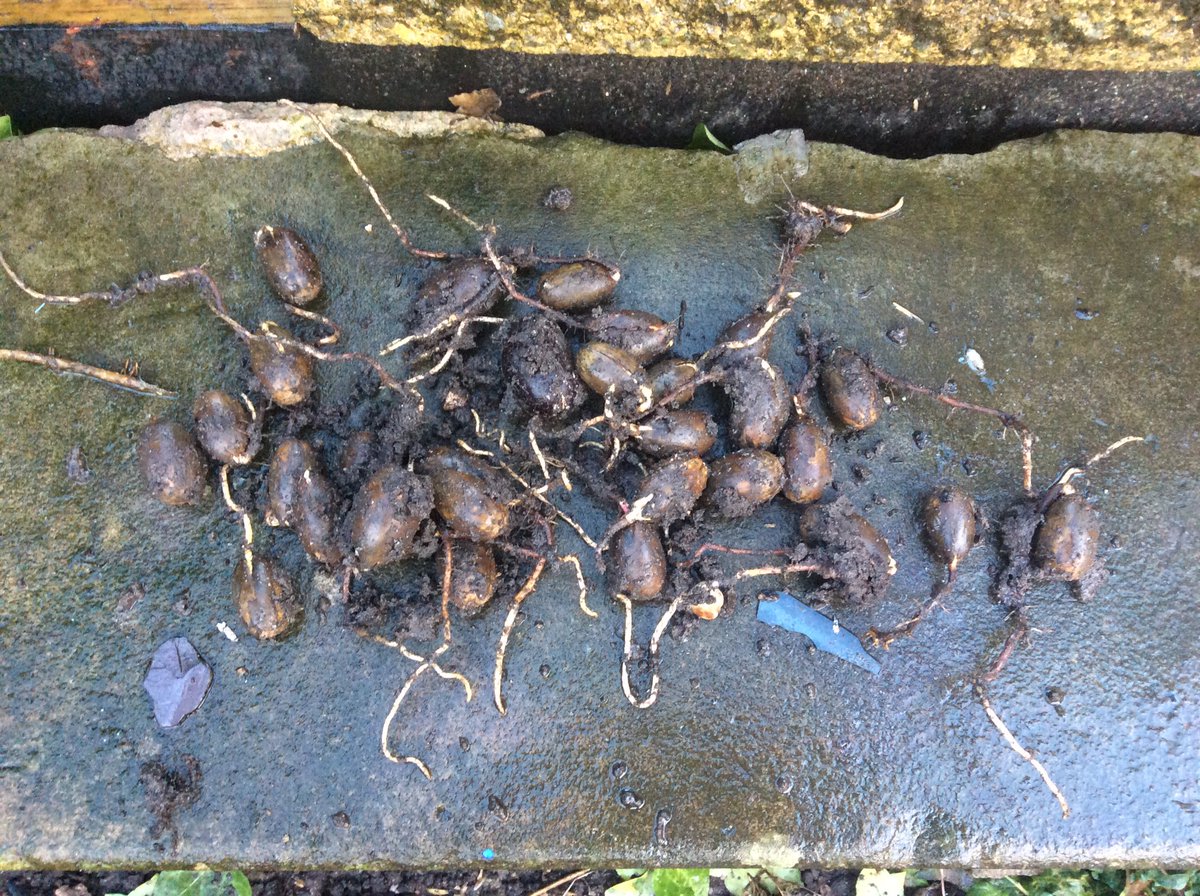 SwanwatchUk's tweet image. 30 acorns with roots . #futuretrees
