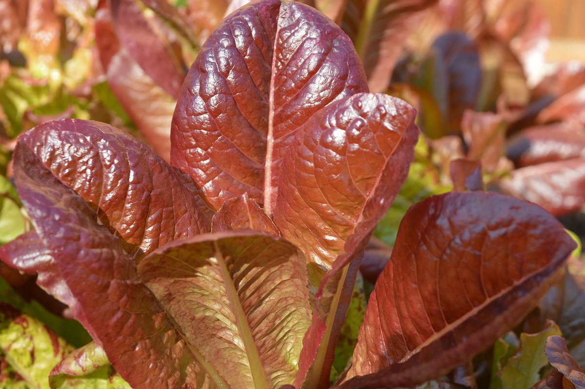 Texasgardener8a's tweet photo. Devil's Tongue lettuce. #plantsofinstagram #flowerstagram #brown #plant #leaf #deciduous #plants #leaves #veggies #myflowers #terrestrialplant #groundcover #leafvegetable #annualplant #closeup #floweringplant #botanical #flowersmakemehappy #blooming #flowerstalking #flowery https://t.co/s7JAJ8W7tx