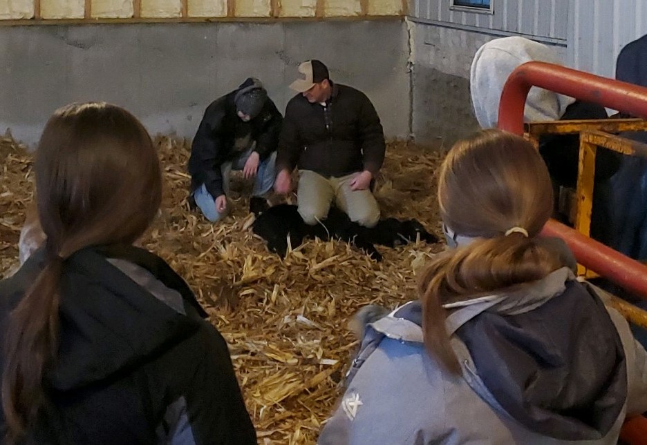 BVUAgInstitute's tweet photo. BVU Animal Science students learning about newborn calf care in lab. https://t.co/jVBqdzVjIu