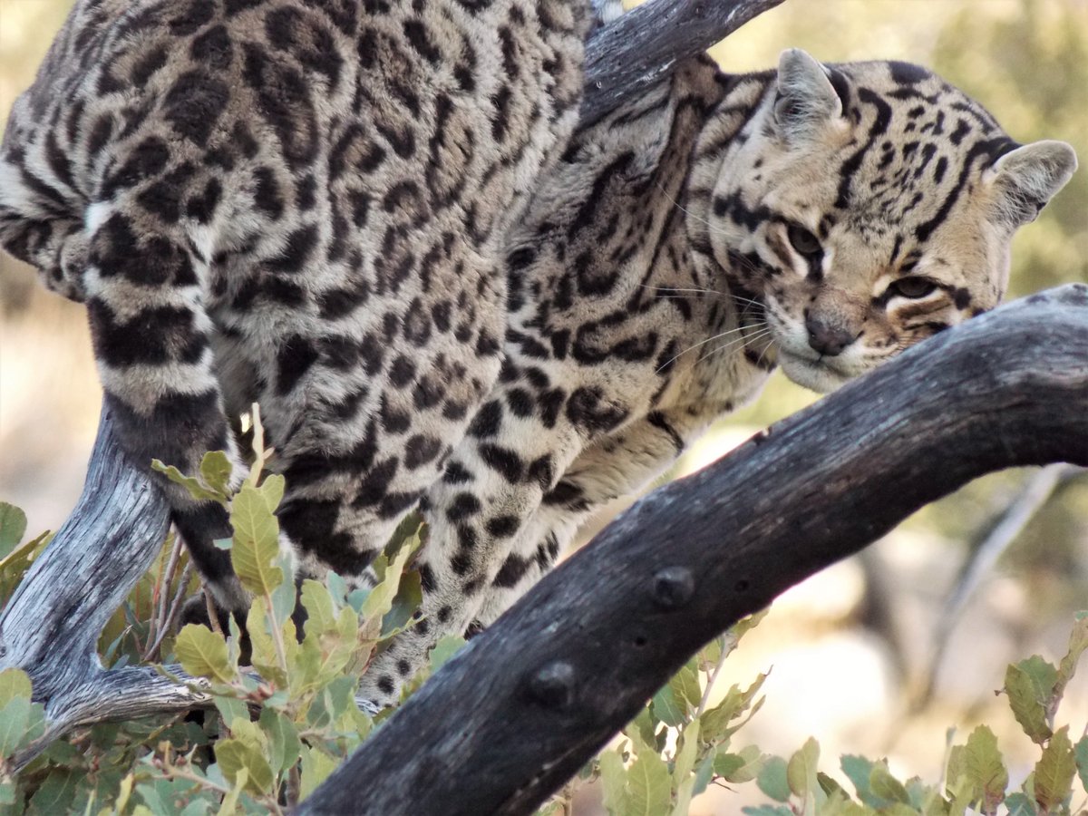 azgfdTucson's tweet photo. The continuing presence in SE AZ of one male jaguar in the Dos Cabezas/Chiricahua Mtns. &amp; one male ocelot in the Huachuca Mtns. was confirmed this month by @azgfdTucson. The jaguar has been there since 2016; the ocelot, since 2012. AZGFD file photos. https://t.co/BpwwyAWtYp