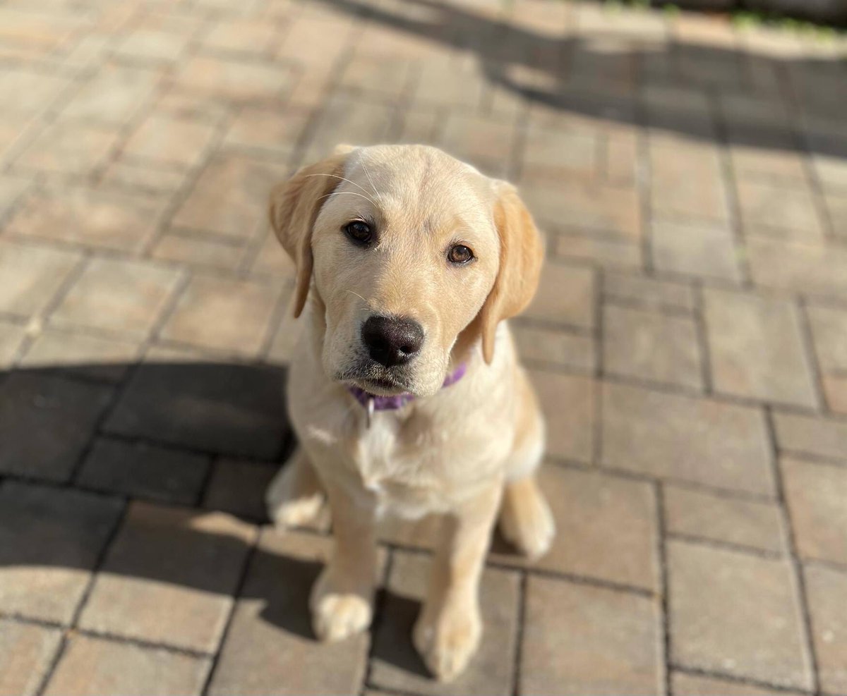 servicedogsva's tweet image. Tulley wants to check out our new website! Read about our working pairs, our corporate sponsored dogs, and do some shopping or donate: servicedogsva.org