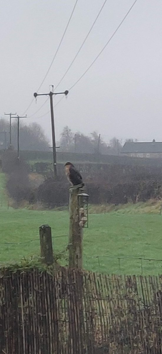 Lee80Victoria's tweet photo. @OPAK_2MH here is the Sparrow Hawk from earlier today.  He is a regular visitor to our garden. https://t.co/2ERmJ9xkeM