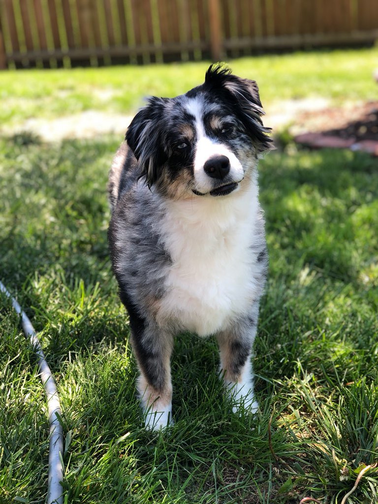 IchaDogs tweet media