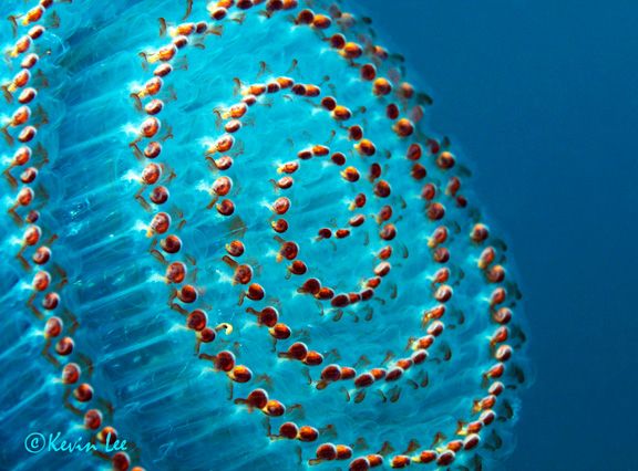 MarineLifeProj's tweet photo. Las #salpas pasan parte de su vida en solitario pero el resto, lo pasan unidas a otras salpas formando cadenas de decenas de individuos. ¿Por qué? 👇👇
📸Henry Jager https://t.co/pYVDJvBjbY