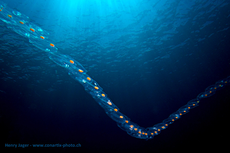 MarineLifeProj's tweet photo. Las #salpas pasan parte de su vida en solitario pero el resto, lo pasan unidas a otras salpas formando cadenas de decenas de individuos. ¿Por qué? 👇👇
📸Henry Jager https://t.co/pYVDJvBjbY