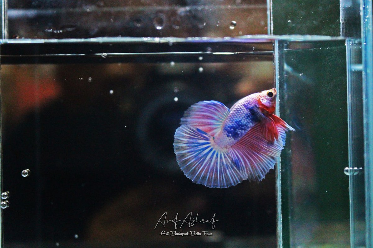 ArifAshraf_92's tweet photo. Ok dah jom....
Nak kena cari lens camera baru ni..  😂
#PhotoOfTheDay 
#photographylovers 
#PhotographyIsArt 
#Bettafish 
#bettacommunity 
#ownbreed https://t.co/IMdkdUDnv2