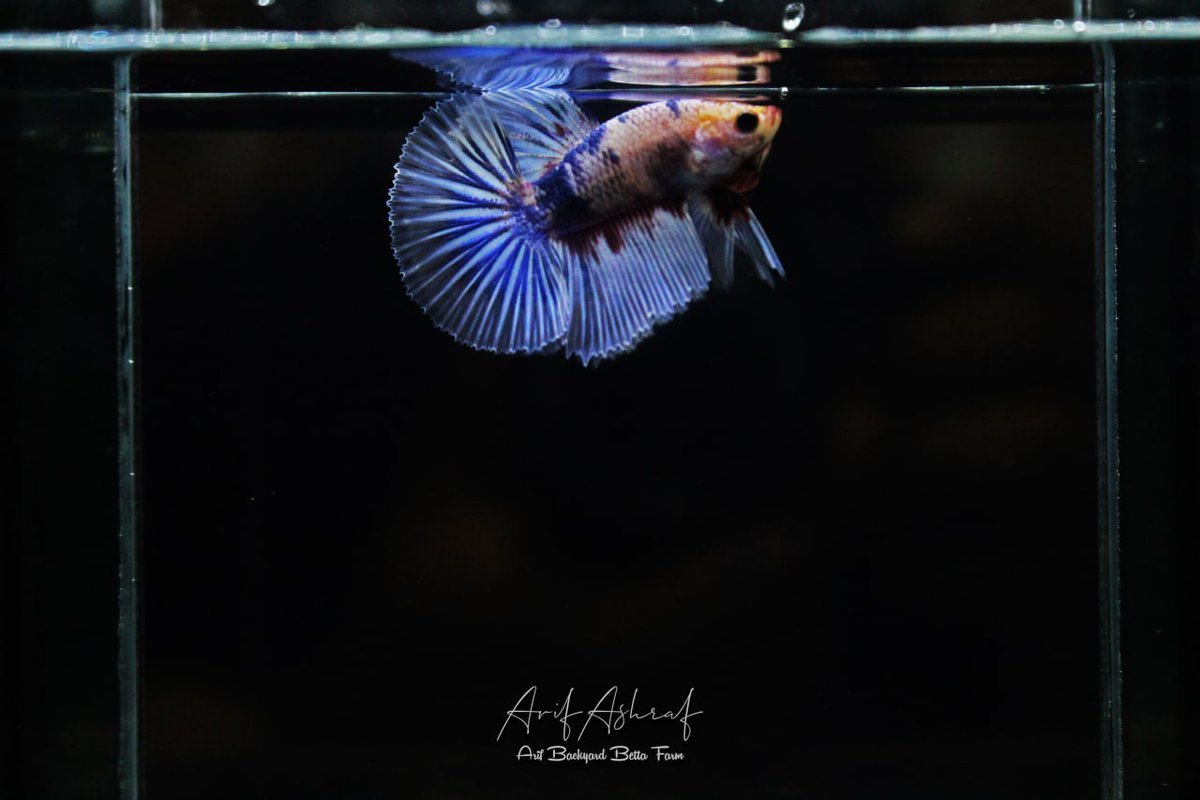 ArifAshraf_92's tweet photo. Ok dah jom....
Nak kena cari lens camera baru ni..  😂
#PhotoOfTheDay 
#photographylovers 
#PhotographyIsArt 
#Bettafish 
#bettacommunity 
#ownbreed https://t.co/IMdkdUDnv2