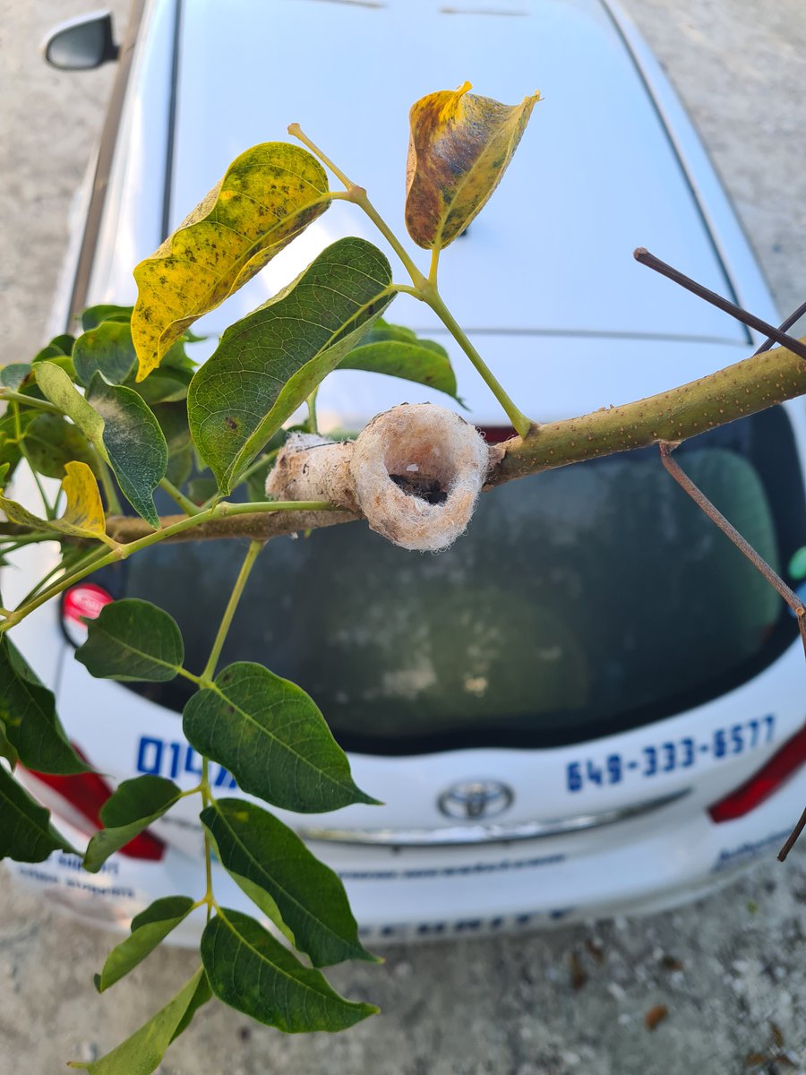 WCSSTCI's tweet photo. Looks like the tiny hummingbird 'guards' that took up residence in the tree in our office yard have presented us with two little chicks. Lets hope that's a good sign for all of us in 2021. WC Security Services #security #turksandcaicos #villasecurity #luxurytravel @WCSSTCI https://t.co/GEmQe1h48R