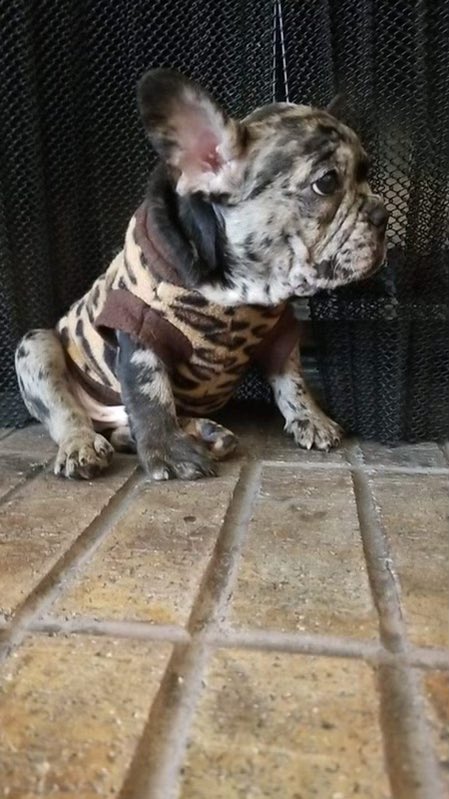 Stikeyyy's tweet photo. Black &amp; Choc Merle for a low ticket. Both Male , tap in !💰💰💰 https://t.co/adRqjAUv6S