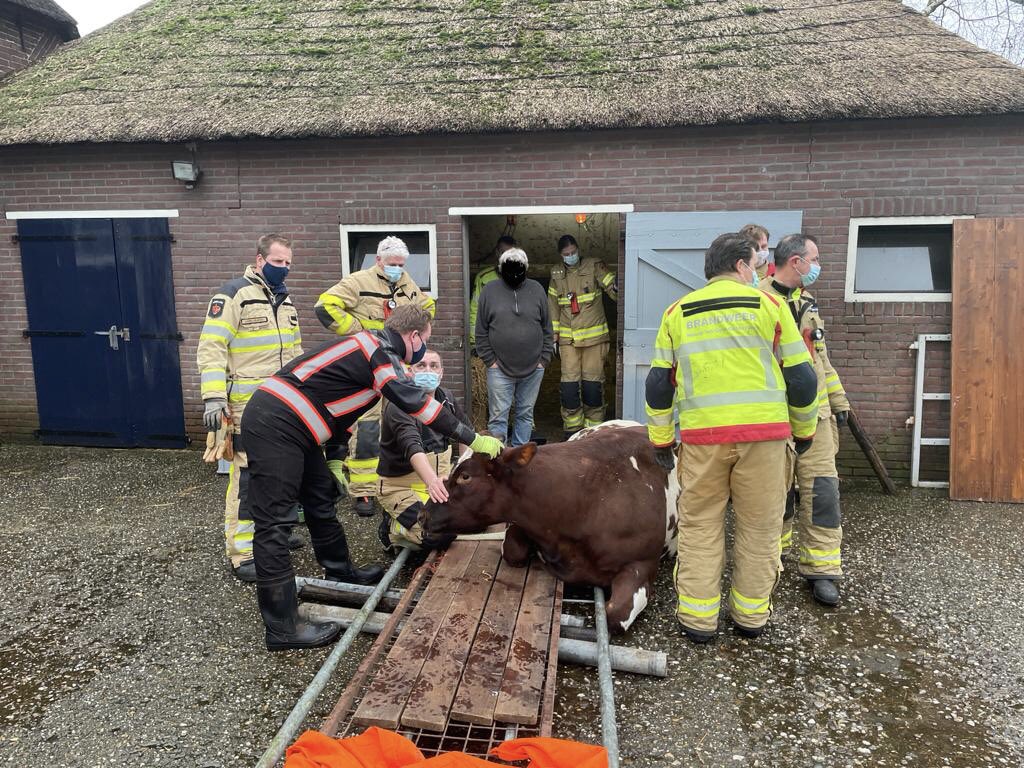 Vanmiddag met het team deze 800 kg wegende dame uit de stal gehaald. Creativiteit vereist. Mooie samenwerking met collega’s van <a href="/BrndwrOldebroek/">Brandweer Oldebroek</a>