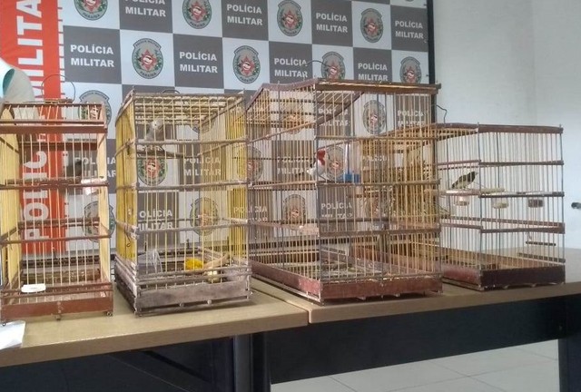 g1's tweet photo. Homem engole pássaro durante abordagem para tentar não ser preso por maus-tratos a animais https://t.co/fHY7fqaQpo #G1 https://t.co/I62RqXiz7t