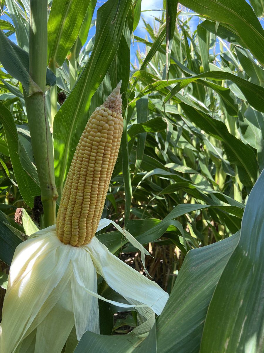 DianelaFE's tweet photo. Recorrida por el Syn 897 VIP3 @mmoretti8 @IMaurette 🌽🌽 @NKSemillas Lincoln, Bs As. https://t.co/HdHOiRQt1o
