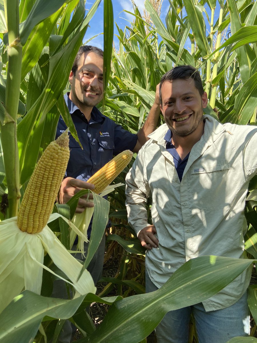 DianelaFE's tweet photo. Recorrida por el Syn 897 VIP3 @mmoretti8 @IMaurette 🌽🌽 @NKSemillas Lincoln, Bs As. https://t.co/HdHOiRQt1o