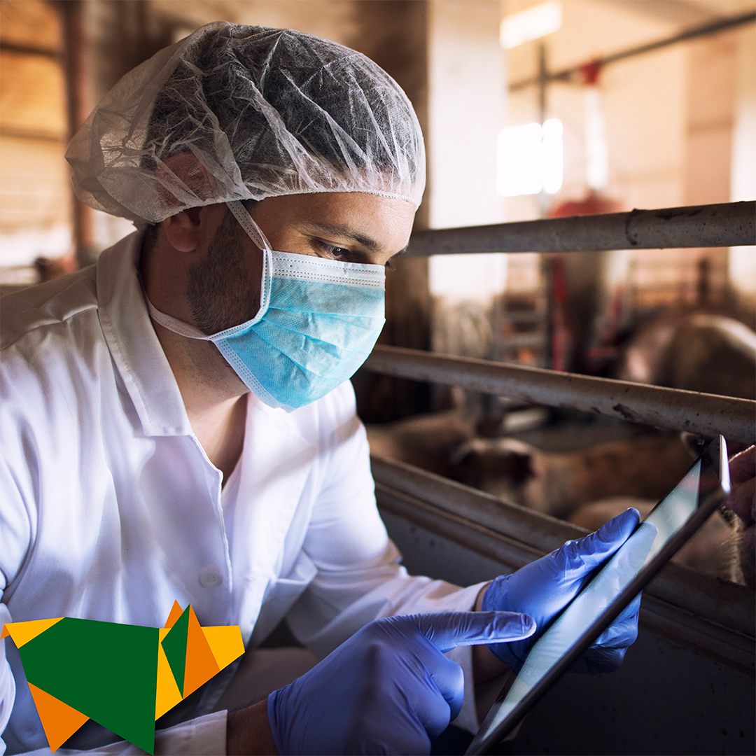 ipvs2022's tweet image. Addressing the new perspectives of the swine industry in biosafety, production and innovation, the IPVS2022 will bring to professionals of the global swine industry the perfect environment to increase their knowledge.