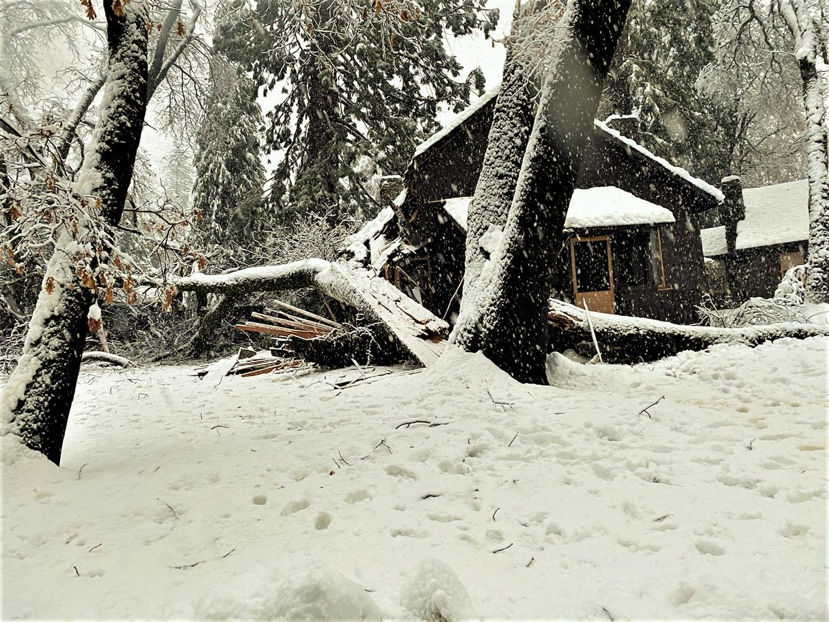 Tree smashed onto side of cabin due to heavy, wet, snow storm.