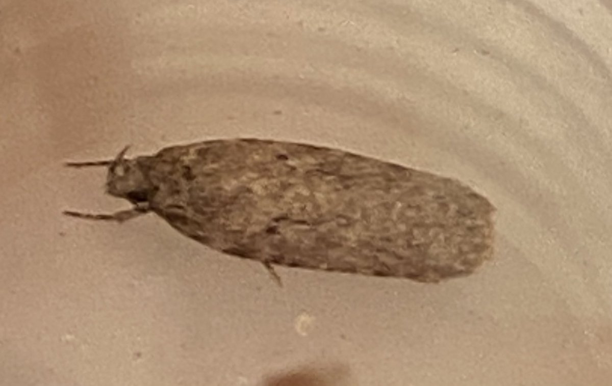 My first moth of the year. It’s so warm outside tonight and this was attracted to my window I think it is Agonopterix subpropinquella.