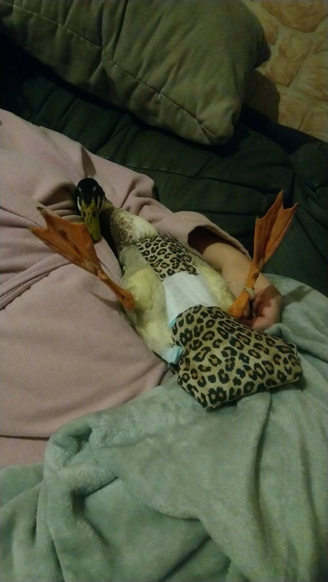 ocecefrere's tweet image. Bon du coup thread de pourquoi j'ai un canard en couche léopard dans mon salon