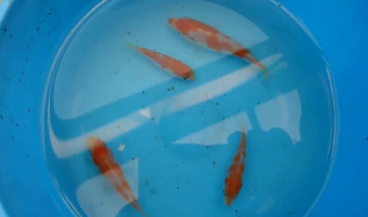 松葉鯉 メダカ 一緒ですね 落とさない様に 頑張りましょう