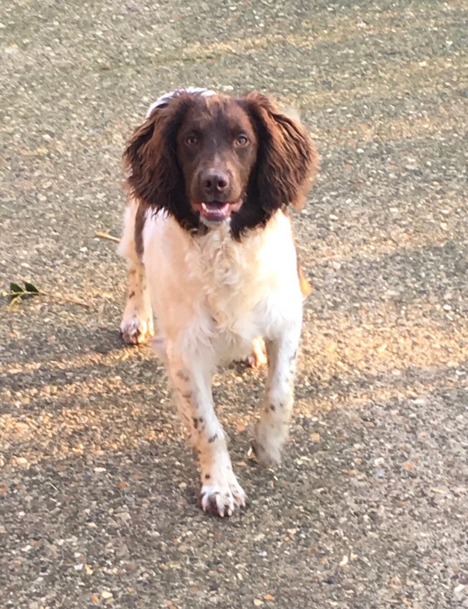 rosieDoc2's tweet photo. #STOLEN**
Pls HELP 💥Cressy #stolen from our house today (Thurday 28/1/21 #ESS with brown&amp;white markings/fully brown face.Thorpe Underwood, #Northamptonshire any info 07856072982 police aware 

https://t.co/UeF0ebqQkB https://t.co/fu3DF400Ri