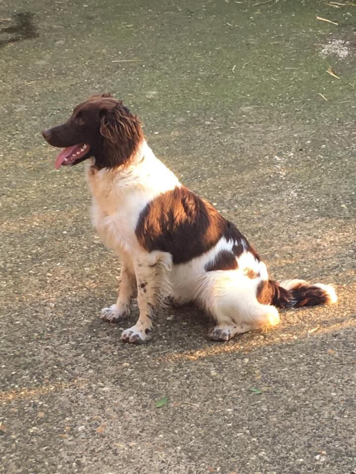 rosieDoc2's tweet photo. #STOLEN**
Pls HELP 💥Cressy #stolen from our house today (Thurday 28/1/21 #ESS with brown&amp;white markings/fully brown face.Thorpe Underwood, #Northamptonshire any info 07856072982 police aware 

https://t.co/UeF0ebqQkB https://t.co/fu3DF400Ri