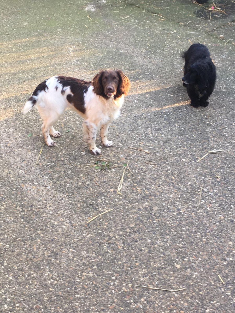 rosieDoc2's tweet photo. #STOLEN**
Pls HELP 💥Cressy #stolen from our house today (Thurday 28/1/21 #ESS with brown&amp;white markings/fully brown face.Thorpe Underwood, #Northamptonshire any info 07856072982 police aware 

https://t.co/UeF0ebqQkB https://t.co/fu3DF400Ri