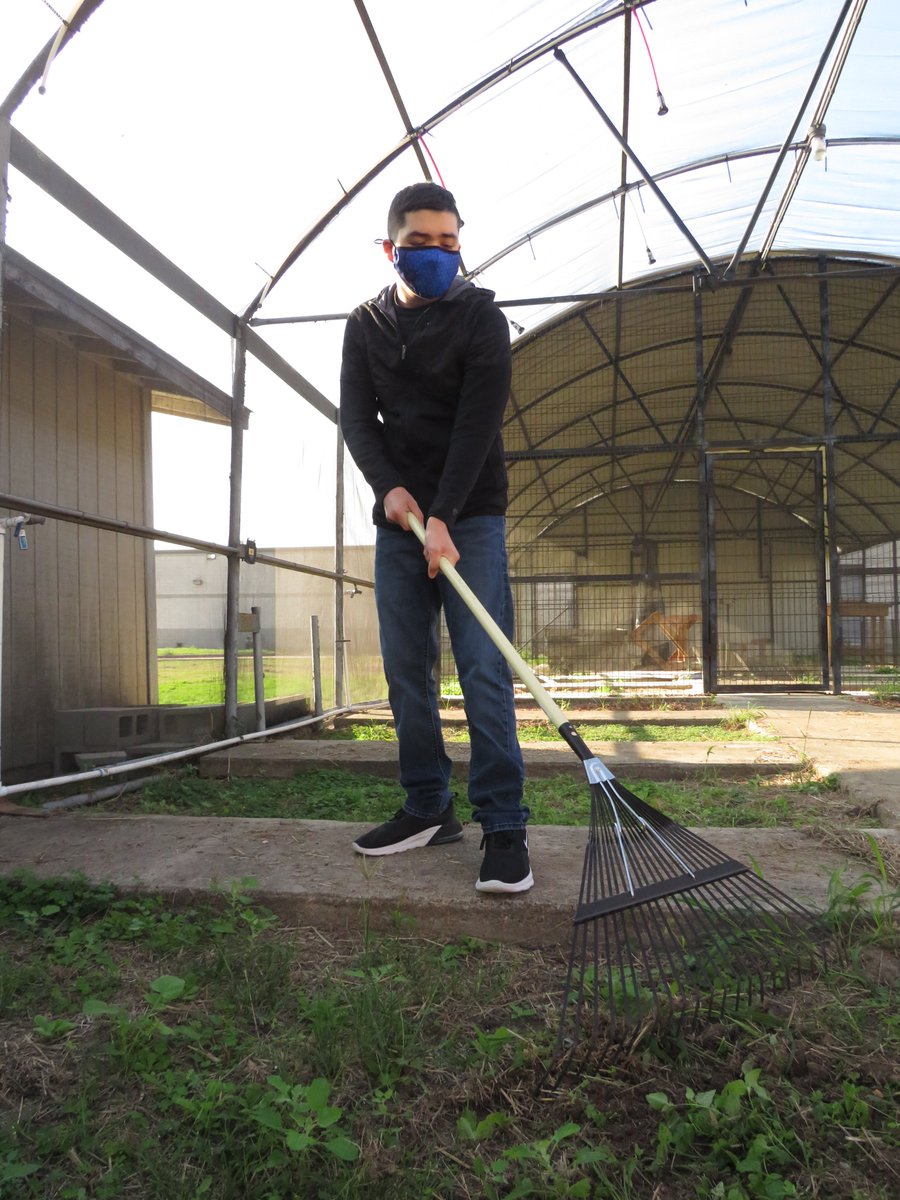 RHHS_Champs's tweet photo. #Day1 WITH Life Skills CLASS cleaning out the #Garden GETTING READY FOR #PLANTING  @RHHS_Bobcats @ACardenas001 @CoachBlue2  #WeAreRHHS #WeAreRioHondo https://t.co/jLVUVxEGhF