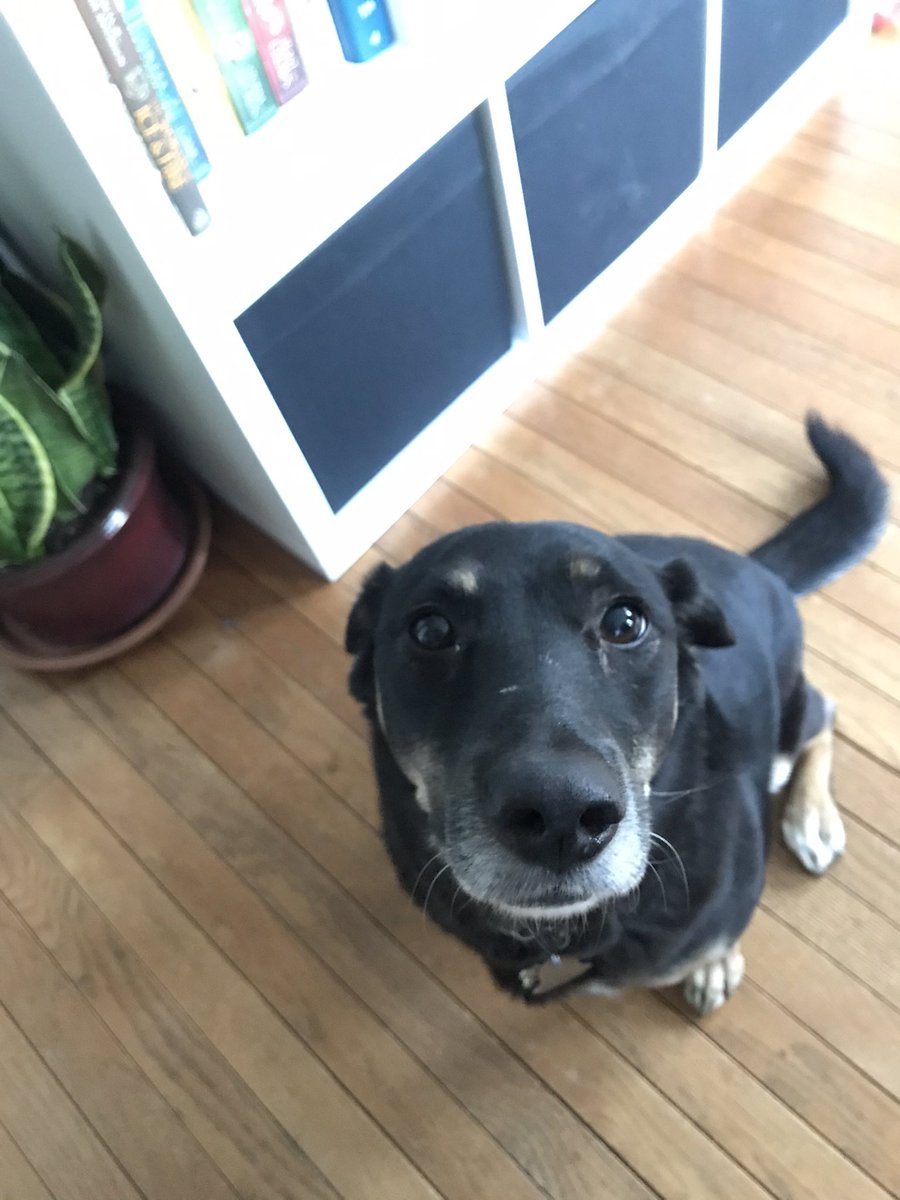 SaltyDigi's tweet photo. My dog: it’s 5 o’clock somewhere... feed me. https://t.co/4OIyDbSrds