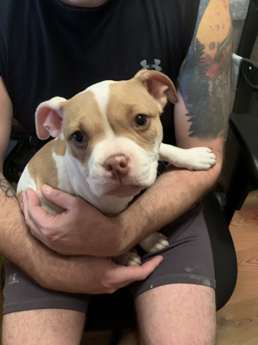 mcgresshoff's tweet photo. @DrEmilyThomas #DeerPoop hahaha! This sweet face picks #ChickenPoop out of the yard like a connoisseur 🤮#Wilma #FancyFeces #OooLaLa #JustLikeABabyMinusDiapers #AmericanBully https://t.co/KYLlV40F1B