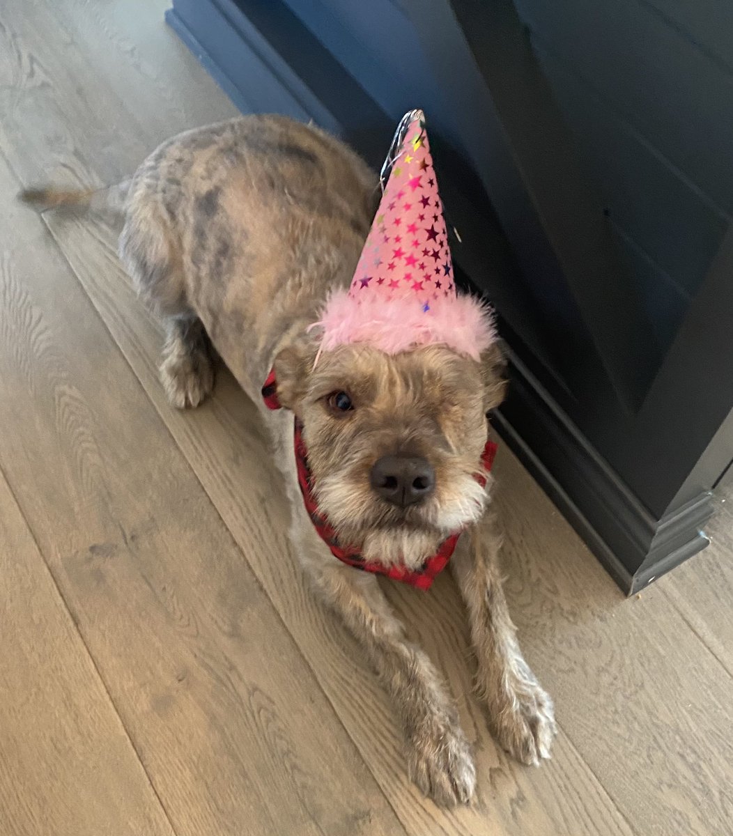 Many thought she was a lost cause after being found dying of blastomycosis on a runway. Today she’s beautiful, healthy, and celebrating her Gotcha Day with an amazing family who adores her!! 🎉🎉❤️ We are so happy for you Maisey!!
