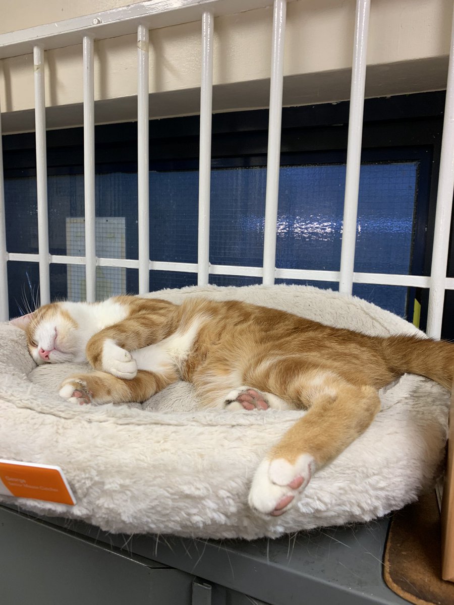 TheStourbridge's tweet photo. Night night sweet dreamies all

Today's tears water tomorrow's gardens.

Take care all, be patient and be kind 🧡

#CatsOfTwitter #cats #bekind https://t.co/PFWoAePm8e