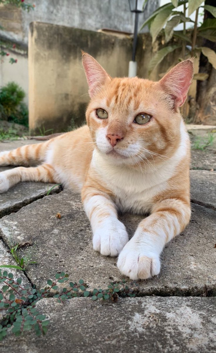 whateverapha's tweet photo. 6 meses de diferença! Obrigada renatera por me deixar ser sua mamãe 🥰😻 @TodoDiaGatinhos https://t.co/rYcPOI2lDy