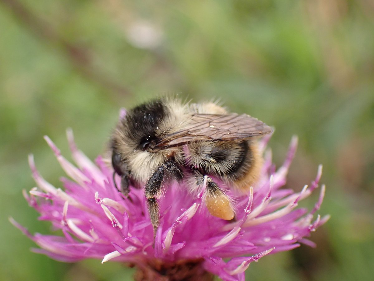 <a href="/BBCSpringwatch/">BBC Springwatch</a> <a href="/ElmleyNNR/">Elmley NNR</a> <a href="/rich_tv/">Richard Hughes</a> Wonderful place. The Isle of Sheppey is also home to the distinctive Shrill Carder Bee, one of our rarest #bumblebees. One to look out for in the summer months.