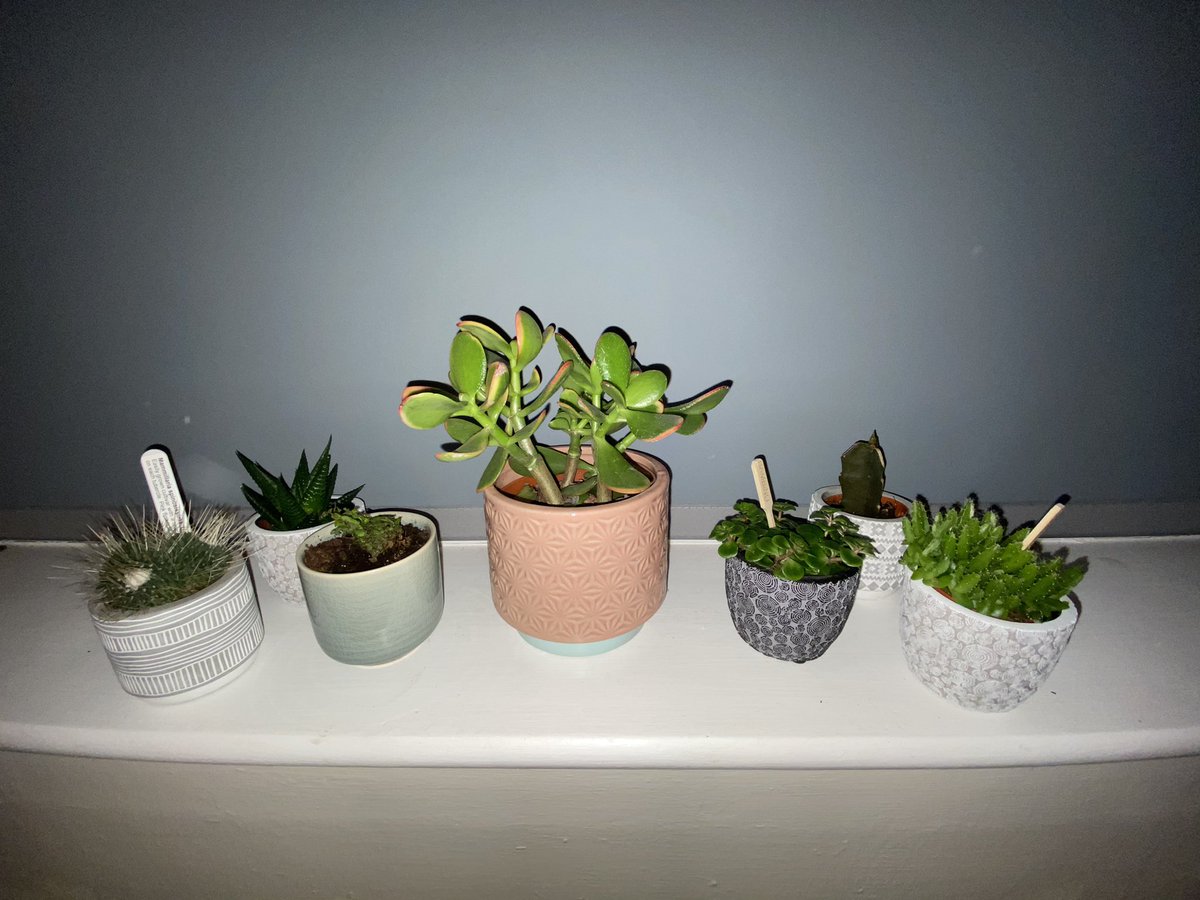 Fran_laura23's tweet photo. Pretty little plants 🪴 
#Cactus #succulents #cute #houseplants #collecting #follow https://t.co/elFutTRPj1