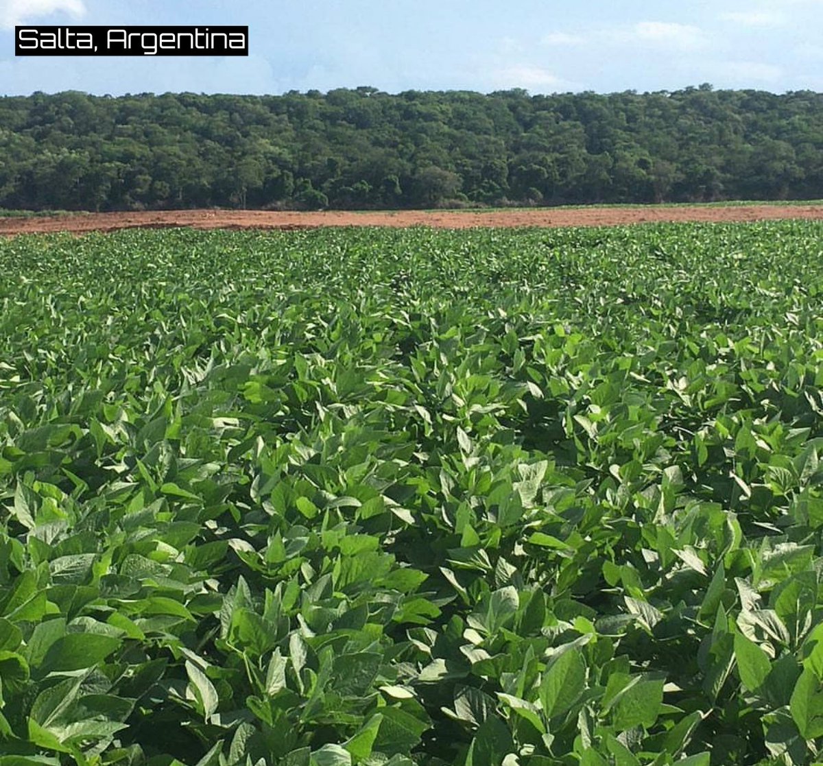 Darin D Fessler Corn G E Conditions In Argentina Fell 6 V Lw To 22 V 59 Ly Combined Fair Excellent Conditions Down 8 From Ly Soybean G E Down 3 V