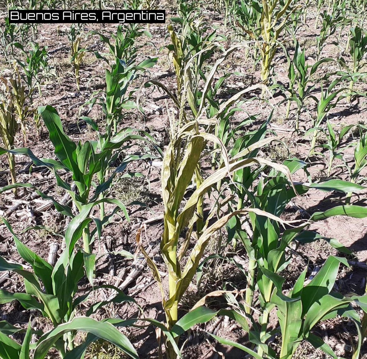 Darin D Fessler Corn G E Conditions In Argentina Fell 6 V Lw To 22 V 59 Ly Combined Fair Excellent Conditions Down 8 From Ly Soybean G E Down 3 V