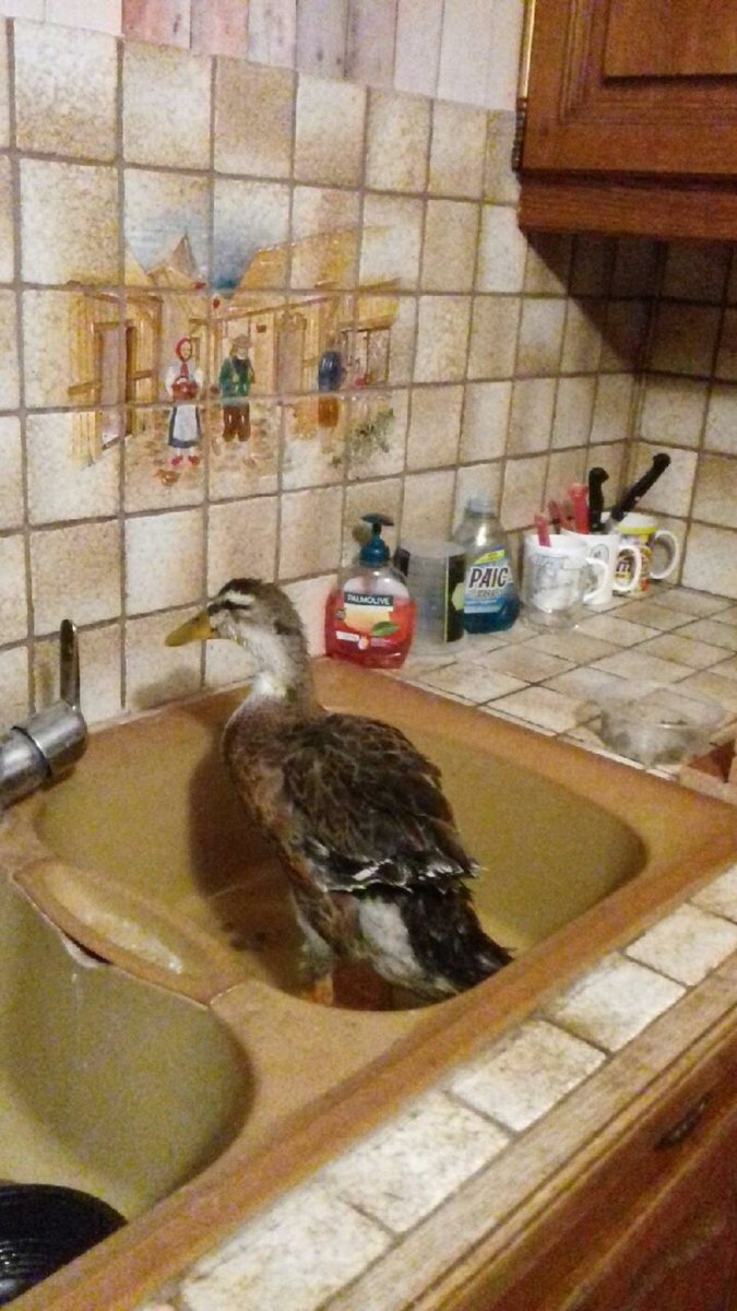 Après première fois qu'il est rentré dans la maison c'est à cause de ma mère, on pensait qu'il était parti (ou mort) parce qu'on le voyait plus depuis plusieurs jours, j'étais en vacances à ce moment là elle m'envoie ça à minuit mdr