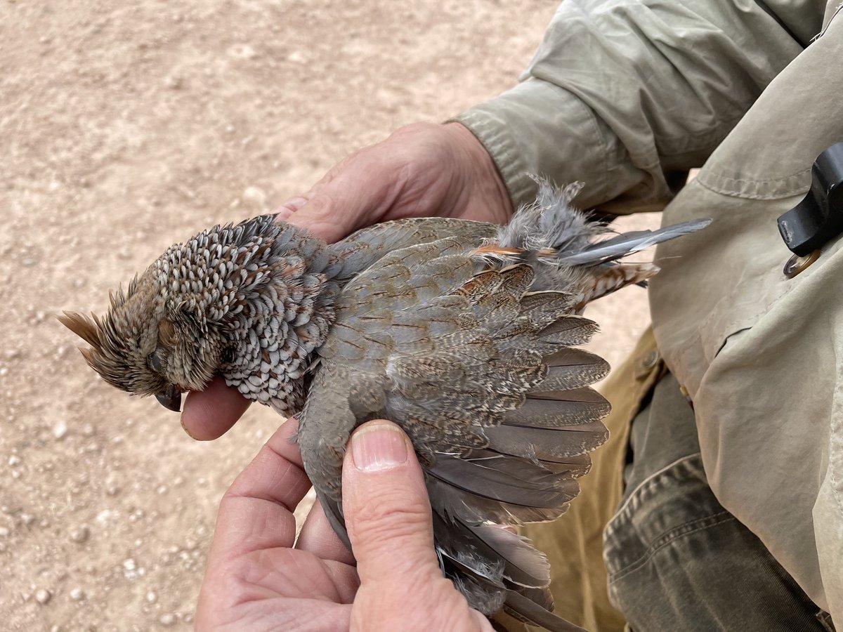 ParkCitiesQC's tweet photo. Blob sighting! Great picture of a wild cross of a bobwhite quail and a blue quail a.k.a. Blob. This photo was sent to us buy one of our members on a recent quail hunt in Mitchell County.￼ Please feel free to submit your unique photos by emailing us at info@parkcitiesquail.org.￼ https://t.co/6aNbQDFdip