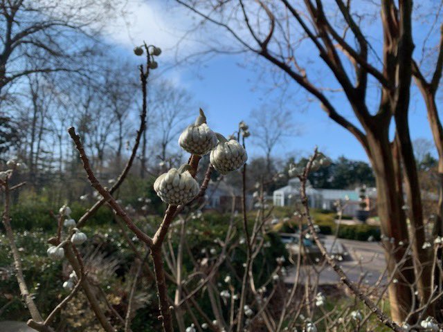 You have to love the plants such as camellias, mahonia, and edgeworthia that resist the urge to go to sleep and put out winter flowers. What a gift!