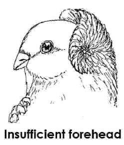 Nothing is funnier than judgmental pigeon diagrams 