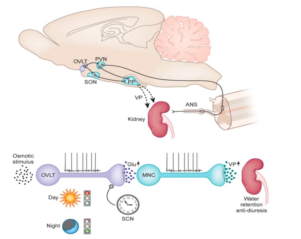 Le taux d'ADH augmente aussi la nuit! La nature est bien faite, ça nous permet de nous reposer sur nos 2 oreilles (le même mécanisme expliquerait en partie l'absence de diurèse chez les animaux hibernants). L'horloge interne "réveille" l'ADH la nuit. https://www.nature.com/articles/nn0410-403