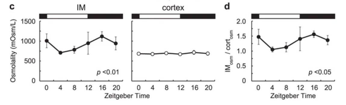 ...et même le gradient osmotique dont j'ai parlé plus haut !!! (du moins chez la souris). Probablement en lien avec de manière générale un moindre "travail" du rein la nuit. https://www.ncbi.nlm.nih.gov/pmc/articles/PMC5544761/