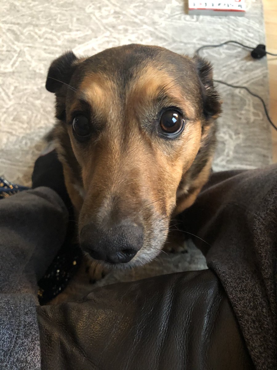 Knies to meet ya🇨🇦 tweet media