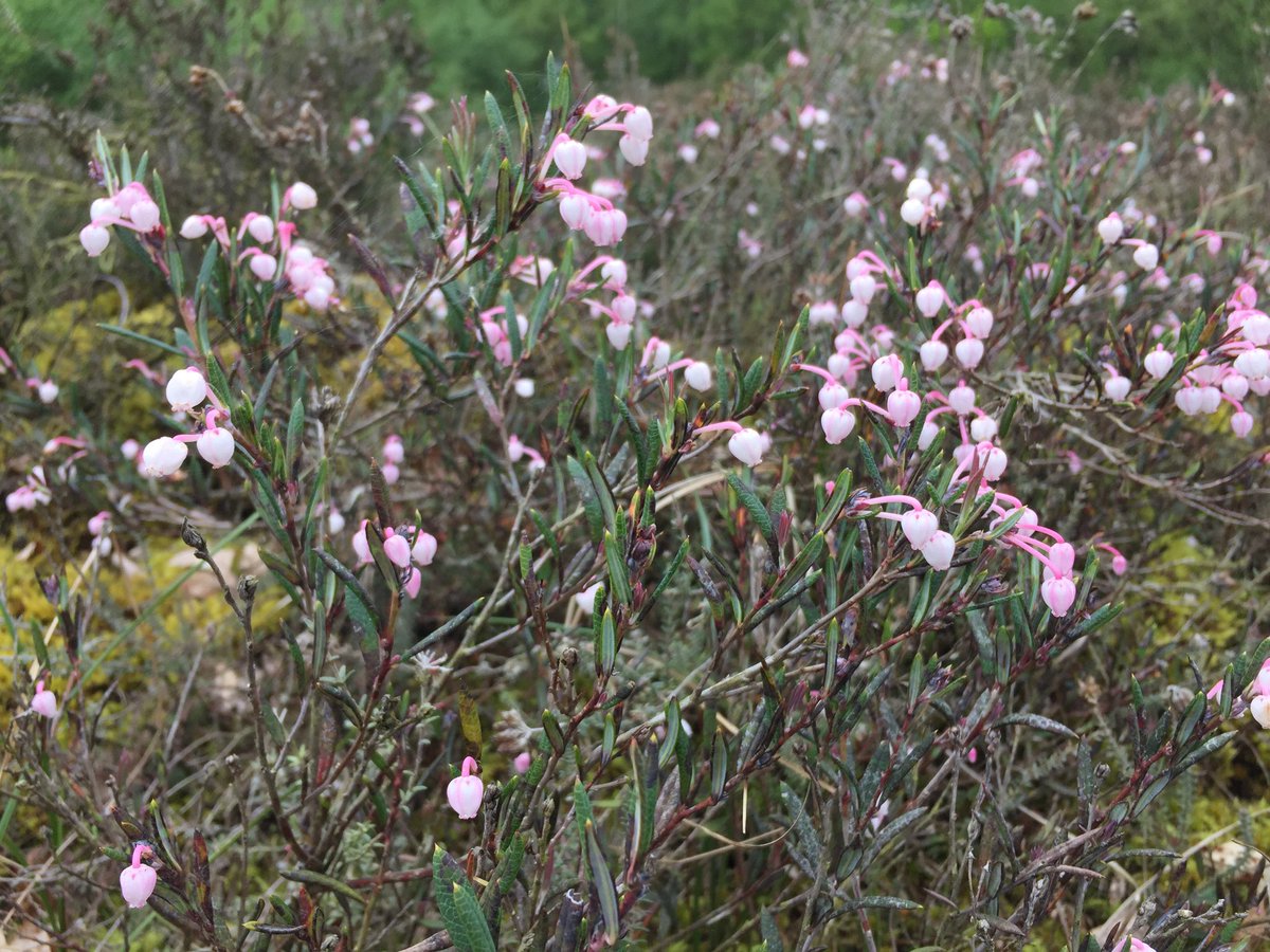 Some gorgeous Bog-rosemary (Andromeda polifolia) from @CheshireWT’s Flaxmere reserve last year 😍🌱