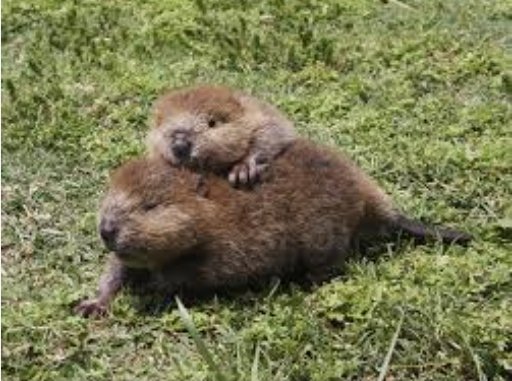 Cool photos of beavers, a thread: