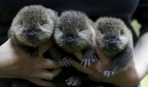 Cool photos of beavers, a thread: