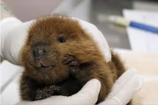 Cool photos of beavers, a thread: