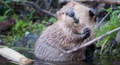 Cool photos of beavers, a thread: